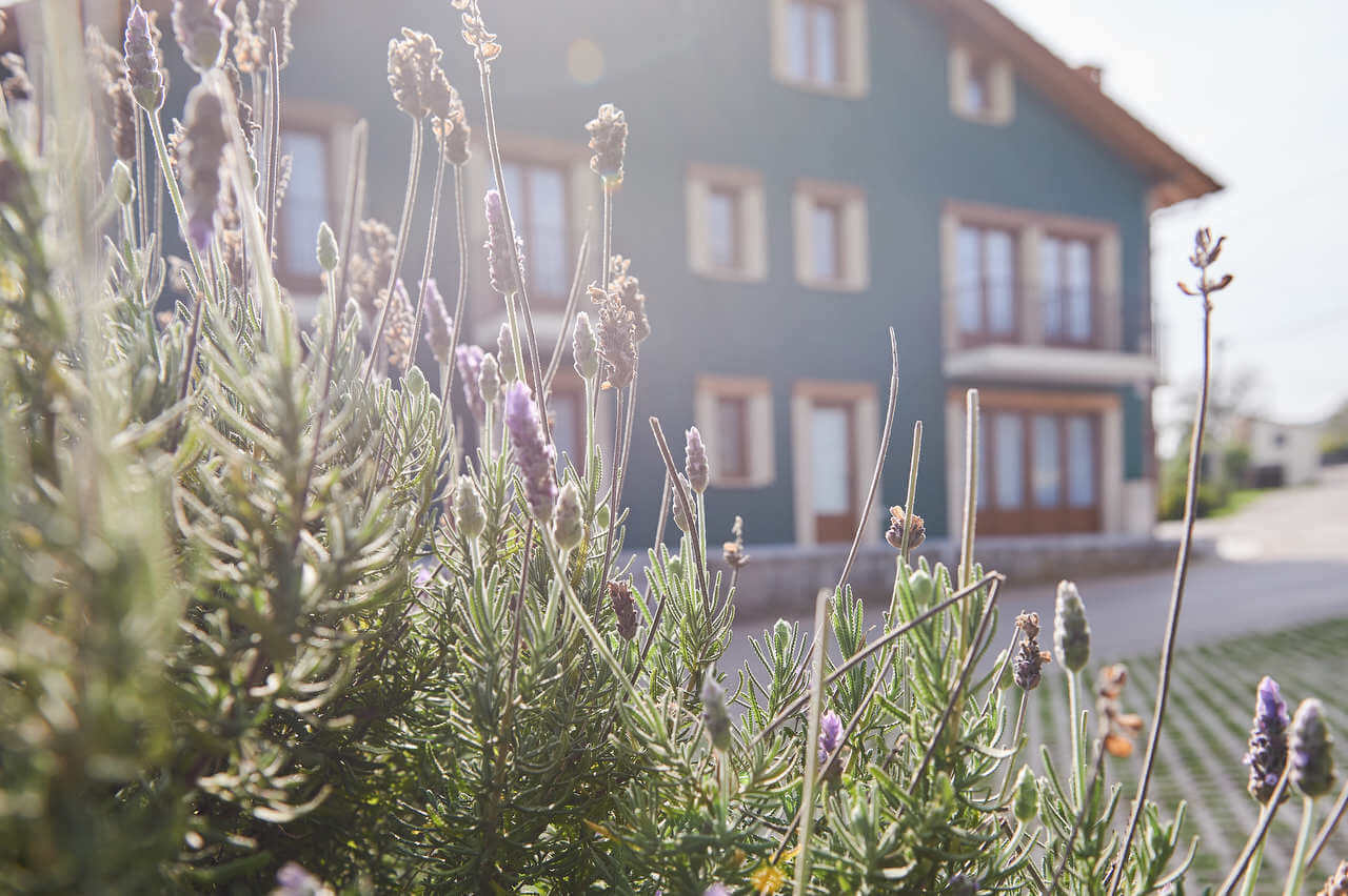foto decoración con una planta en el primer plano y la posada naturae de fondo