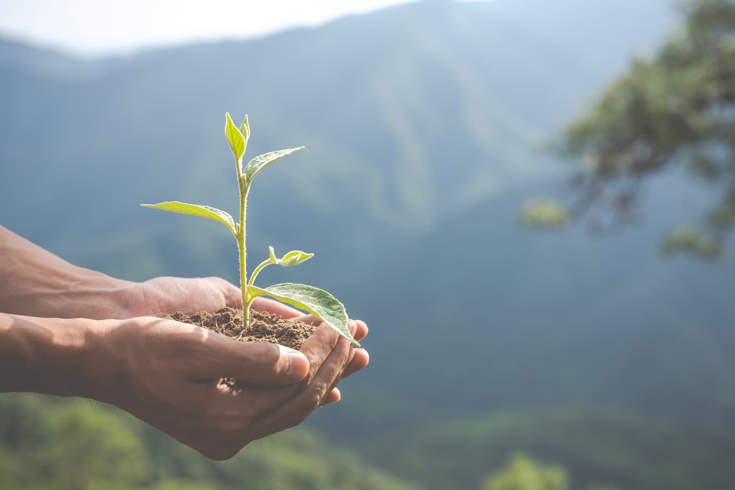primer plano manos con una planta pequeña y un fondo del monte